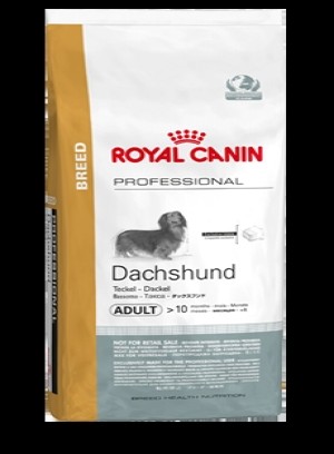 Dachshund Adult 